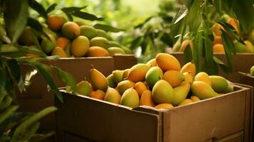 appena raccolto Saipan Mango frutta a partire dal giardino posto nel il scatole. generativo ai foto