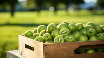 appena raccolto Kiwi frutta a partire dal giardino posto nel il scatole. generativo ai foto