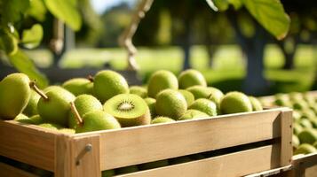 appena raccolto kiwi a partire dal giardino posto nel il scatole. generativo ai foto