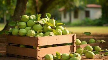 appena raccolto guaiava frutta a partire dal giardino posto nel il scatole. generativo ai foto