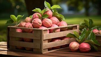 appena raccolto guaiava bol frutta a partire dal giardino posto nel il scatole. generativo ai foto