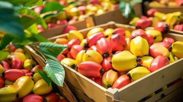 appena raccolto ackee frutta a partire dal giardino posto nel il scatole. generativo ai foto