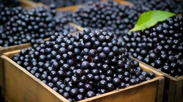 appena raccolto acai bacca frutta a partire dal giardino posto nel il scatole. generativo ai foto