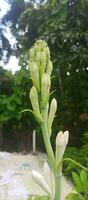 tuberosa fiori su natura sfondo foto