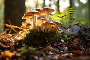 funghi in crescita su un' albero ceppo nel il foresta. selettivo messa a fuoco, fungo coltivazione nel il selvaggio, avvicinamento, selettivo messa a fuoco, ai generato foto