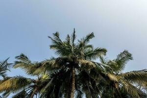 Noce di cocco alberi palme contro il blu cielo di India foto