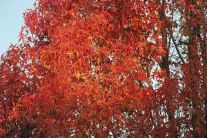 le foglie con autunno colori foto