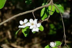 vicino su Mela cotogna fiore nel primavera foto