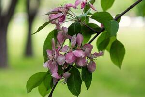 fioritura con rosa fiori Mela albero nel vittoria parco nel st. pietroburgo, primavera giorno, sfocatura nel il indietro foto