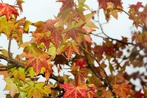 rosso e arancia le foglie di il liquidambar sotto il autunno pioggia foto