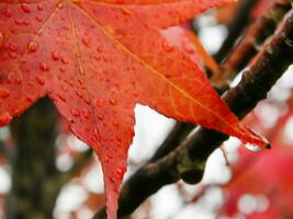 rosso e arancia le foglie di il liquidambar sotto il autunno pioggia foto