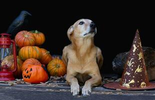 ritratto di un' cane Il prossimo per un' Halloween zucca foto