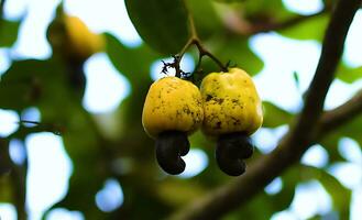 rosso e giallo anacardio mela, anacardio noce, anacardio mele sospeso su suo rami e alberi foto