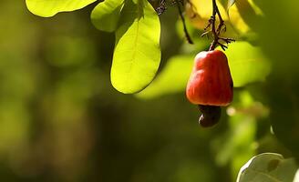 rosso e giallo anacardio mela, anacardio noce, anacardio mele sospeso su suo rami e alberi foto