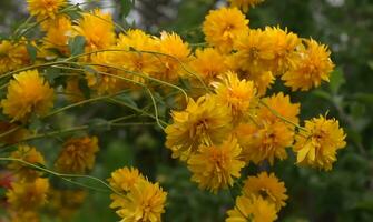 molti genere di giungla fiori, vario tipi di foresta pluviale fiori, Compreso heliconias e passione fiore. foto