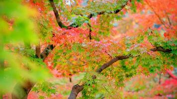 rosso acero albero le foglie nel autunno foto