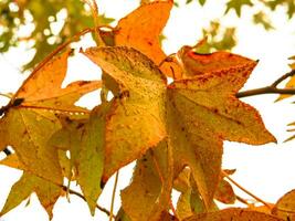 rosso e arancia le foglie di il liquidambar sotto il autunno pioggia foto