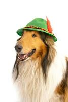 ritratto di un' ruvido collie con bavarese cappello foto