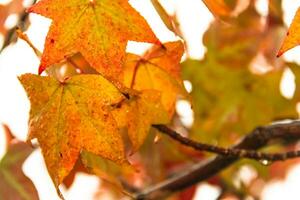 rosso e arancia le foglie di il liquidambar sotto il autunno pioggia foto