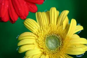 gerbera fiori galleggiante su il acqua con verde sfondo foto