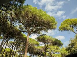pino alberi porquerolles isola Francia panorama paesaggio foto