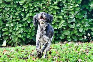 un' cane giocando foto