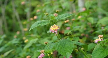 carino fiori fioritura nel il mezzo di tropicale foresta pluviale nel il mattina foto