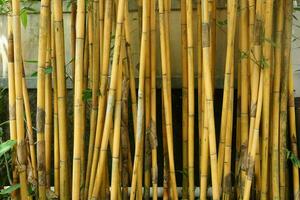 giallo bambù gambi nel il cortile foto
