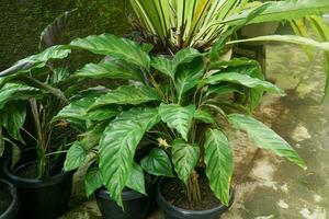 sorprendente verde nero lungo le foglie modello di Calathea lancifolia o goeppertia o marantha un' tropicale ornamentale pianta foto