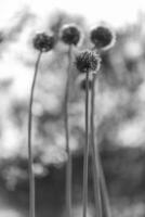 selvaggio fiore di bellezza nativa allium echinops cardo con nettare che fiorisce nel campo foto