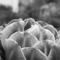 bellissimo fiore in fiore con foglie verdi, natura naturale vivente foto