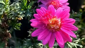 molti genere di giungla fiori, vario tipi di foresta pluviale fiori, Compreso heliconias e passione fiore. foto