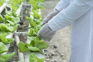 il azienda agricola cresce sano, organico, idroponica lattuga, senza suolo. foto