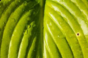 un' vicino su di un' verde foglia con acqua goccioline foto