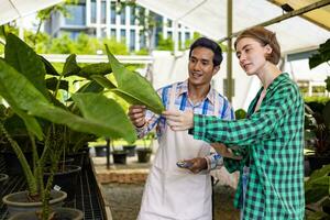 squadra di giardiniere è Lavorando dentro serra su Come per cura per grande foglia alocasia a asilo giardino centro per tropicale foresta pluviale nativo e esotico pianta coltivatore foto