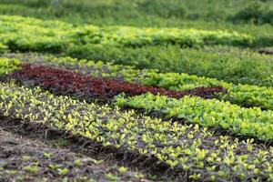 giovane pianta di varietà di lattuga insalata Ritaglia nel organici azienda agricola per agricoltura e vegetariano concetto foto