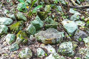 coba maya rovine antico edifici piramidi nel tropicale giungla Messico. foto