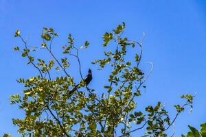 coda grande grackle uccello si siede su pianta albero natura Messico. foto