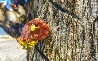 albero con fiore su tronco tropicale nel puerto escondido Messico. foto