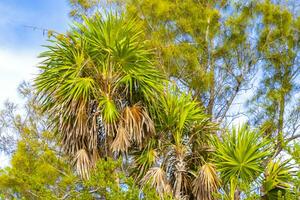 tropicale verde esotico caraibico maya chit palma palme foresta pluviale Messico. foto