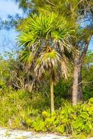 tropicale verde esotico caraibico maya chit palma palme foresta pluviale Messico. foto