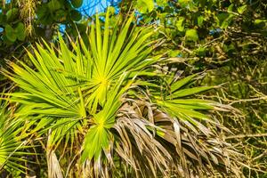 tropicale verde esotico caraibico maya chit palma palme foresta pluviale Messico. foto