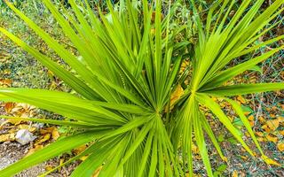 tropicale verde esotico caraibico maya chit palma palme foresta pluviale Messico. foto