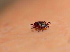 vicino su di rosso zecca con sangue. macro tiro di umano mano con tic tac. foto