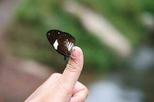 bellissimo farfalla su donna pollice dito con tropicale pioggia foresta sfondo. foto