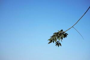 asciutto ramo su blu cielo con luce del sole. foto