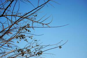 asciutto ramo su blu cielo con luce del sole. foto