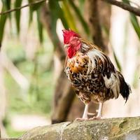 gallo che si rilassa fuori foto