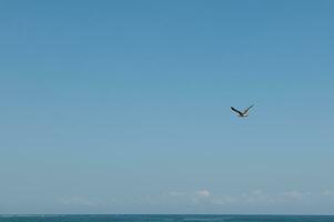 natura sfondo con copia pubblicità spazio. un' uccello volante nel blu pulito chiaro cielo sfondo, sopra atlantico oceano foto