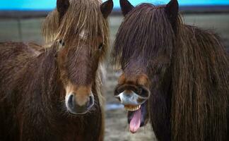 islandese cavalli nel ciao foto